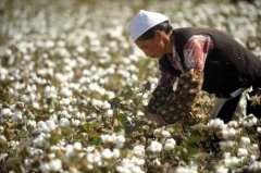 進口美國注意！美國考慮禁止由新疆棉花